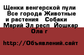 Щенки венгерской пули - Все города Животные и растения » Собаки   . Марий Эл респ.,Йошкар-Ола г.